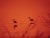 Marshland birds at the Lake Havasu National Wildlife&nbsp;Refuge