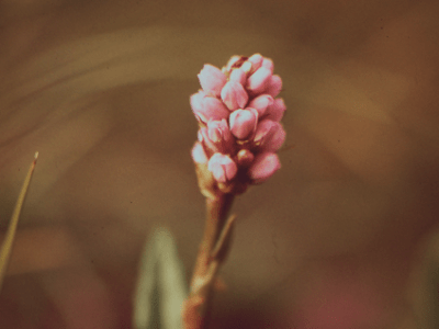 Bloodwort, a Common Wildflower Along the Pipeline&nbsp;Route